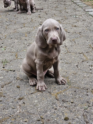 Weimaranerwelpe