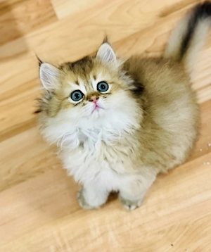 Goldener Perser-Chinchilla Kater ,01749810317 WhatsApp 