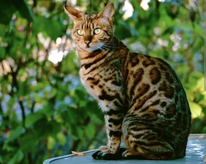 Bengal katzen zuverkaufen