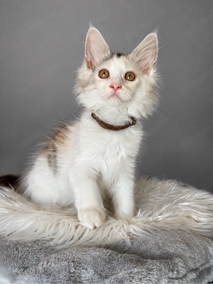 Maine coon weibchen 
