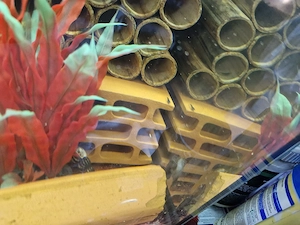 Aquwarium mit fische