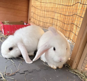 Mini Lops 4 Monate alt 