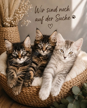 NOCH ZWEI KATER suchen ihr Traum Zuhause 