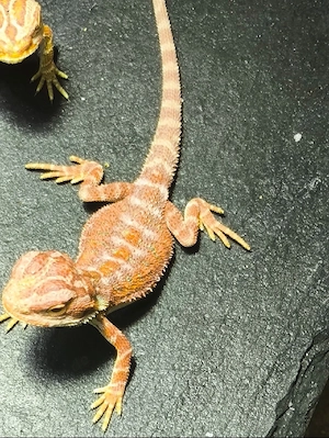 Bartagamen Pogona vitticeps half red Monster,red het Hypo leatherback etc