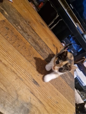 4 baby katzen 