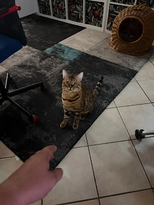 Bengal Kater 1,5 Jahre alt 