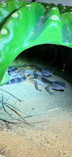  Leopardgecko-Babys (Eublepharis macularius) 