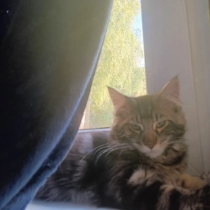 5 Maine Coon Mix Kater Kitten 