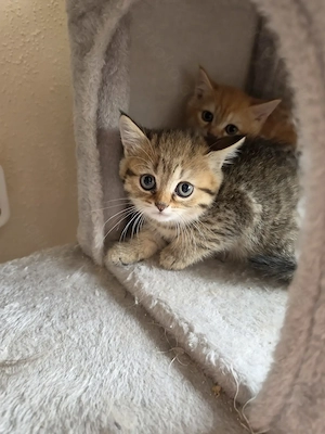 Wunderschöne BKH BLH Kitten 