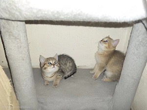 Wunderschöne BKH BLH Kitten 