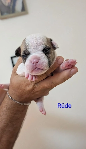 Alternative Bulldoggen Welpen 