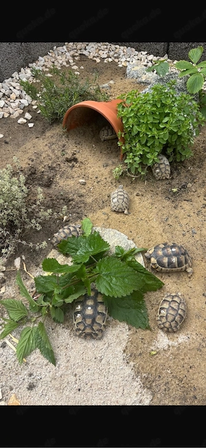 2 Breitrandschildkröten abzugeben 