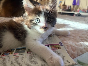 Main Coon Kitten