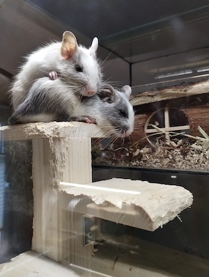  Tolle Degu Kids,Teenies:Blue-non,Schoko und Schokoschecke suchen jetzt ihr Zuhause im Glück