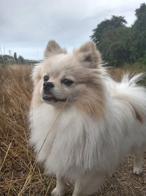 Pomchi Rüde ca. 1,6 Jahre alt 