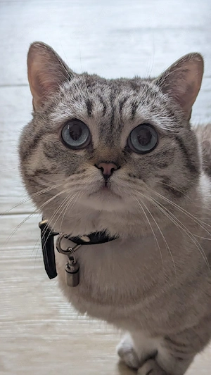 BKH Deckkater  Bild 10
