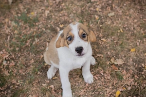 Chip-Nr. 274534 - Welpe - Auch ich habe noch keinen Namen, und eine liebe Familie suche ich auch Bild 6