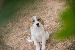 Chip-Nr. 274534 - Welpe - Auch ich habe noch keinen Namen, und eine liebe Familie suche ich auch Bild 3