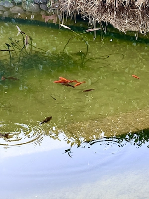 Goldfische ab zu geben Bild 2