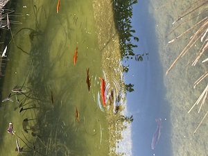 Goldfische ab zu geben