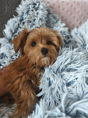 Maltipoo Welpe