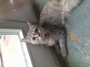 Liebe Britisch Kurzhaar Katze