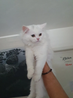  Süße junge Katze sucht liebevolles Zuhause 