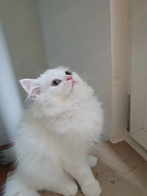  Süße junge Katze sucht liebevolles Zuhause 