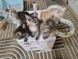 Reinrassige MaineCoon Kitten mit Papiere
