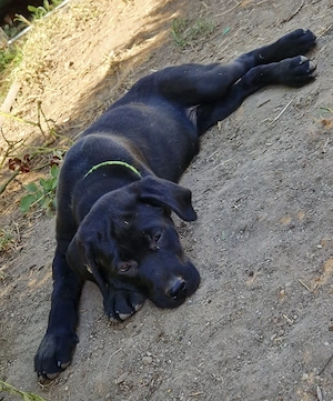 Labrador Rottweiler Welpen 