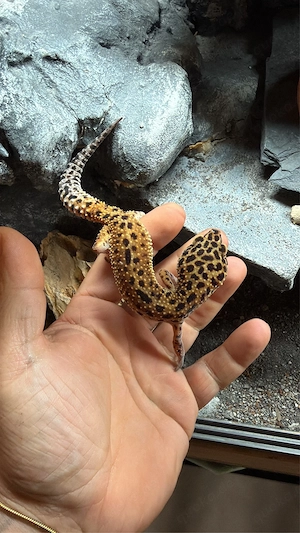 Leopardgeckos  Bild 4