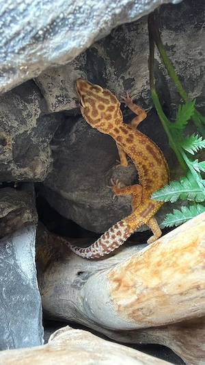 Leopardgeckos  Bild 2