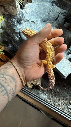 Leopardgeckos  Bild 3