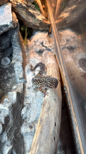 Leopardgeckos 
