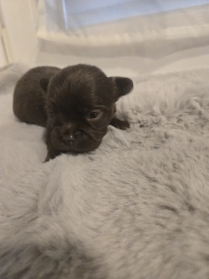 chihuahua rüden langhaar 