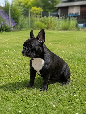 Dringend!! 2,5 jährige Französische Bulldogge, Mädchen 