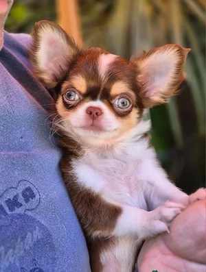 Erstaunlicher kleiner Chihuahua mit langem Fell