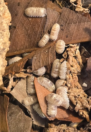 Assel   Armadillium Espanoli 