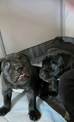 Cane Corso Welpen suchen ein neues Zuhause