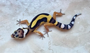 Bold Stripe het. EC p.h Tremper Jungtier ENZ 26