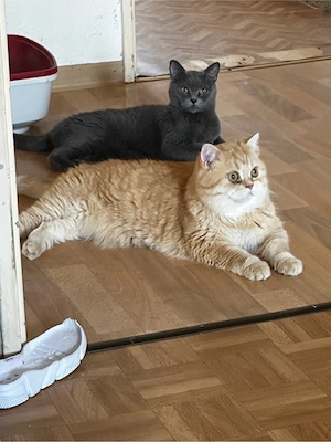 BKH PERSA MIX eine kleine Familie