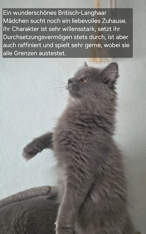 BLH Kitten noch 1 Mädchen!