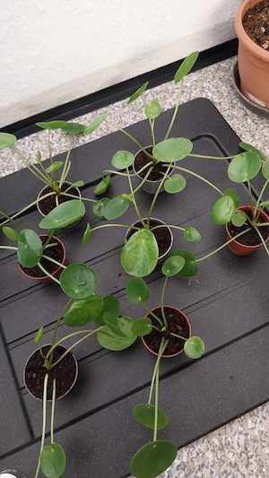 Ufo Pflanze,  pilea Mocito 