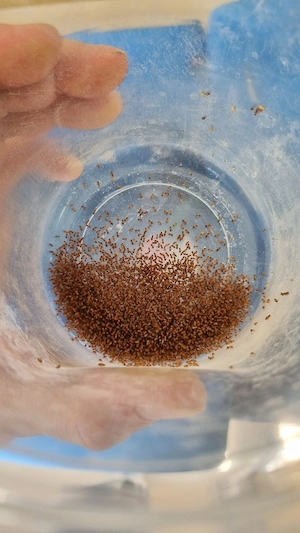 Drosophila Melanogaster Bild 2