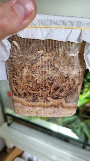 Drosophila Melanogaster