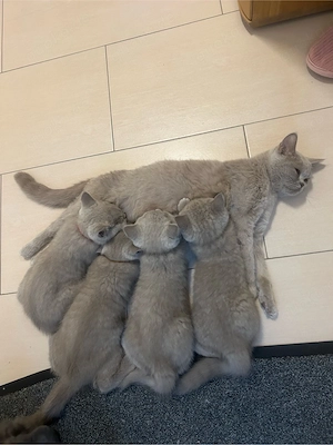 bkh kitten 8 wochen