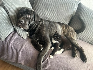 Verkaufe Kater und Katze 