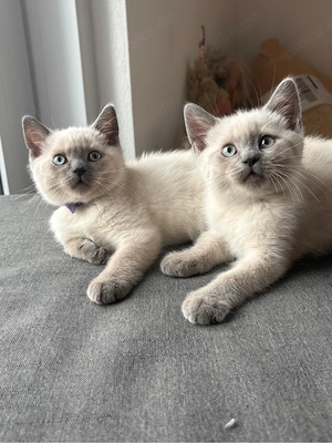 BKH Kitten abgabebereit 