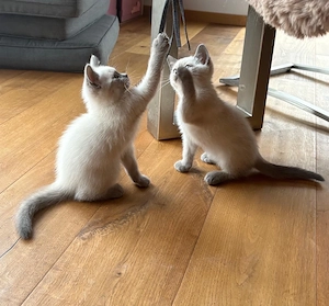 BKH Kitten abgabebereit (männlich)  Bild 4