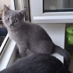 Britisch Kurzhaar Kitten sucht ein liebevolles Zuhause 